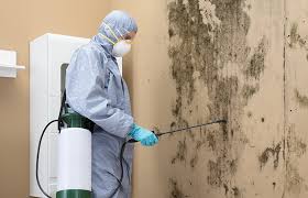 Why You Should Choose Our Mold Remediation Services in Mariposa, CA